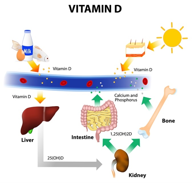 Sources of Vitamin D. Image Credit: Designua / Shutterstock